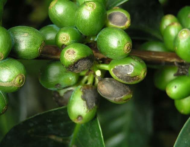 Coffeeberry disease (CBD) has happened in Southern Ethiopia